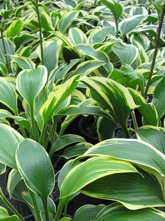Picture of Red Hot Poker Hosta