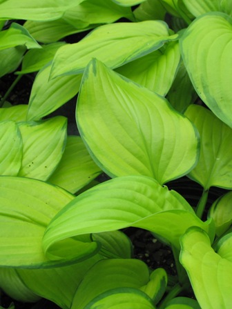 Picture of Stained Glass Hosta