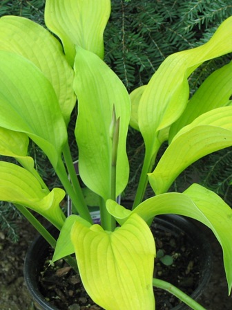 Picture of Sun Power Hosta