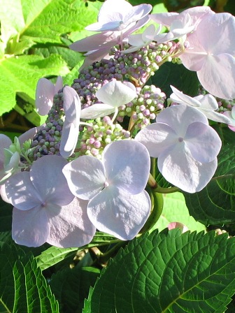 Picture of Twist-n-Shout Hydrangea