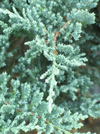 Picture of Blue Chip Juniper