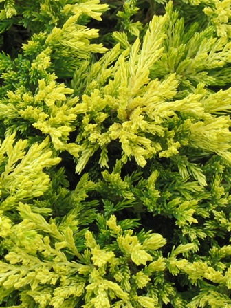 Picture of Gold Fever Juniper