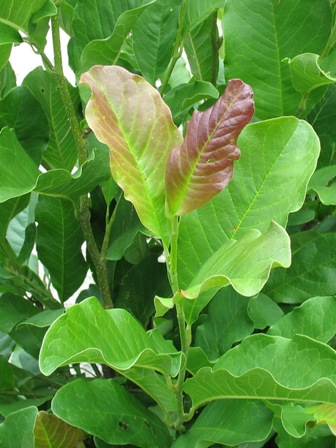 Picture of Leonard Messel Loebner Magnolia