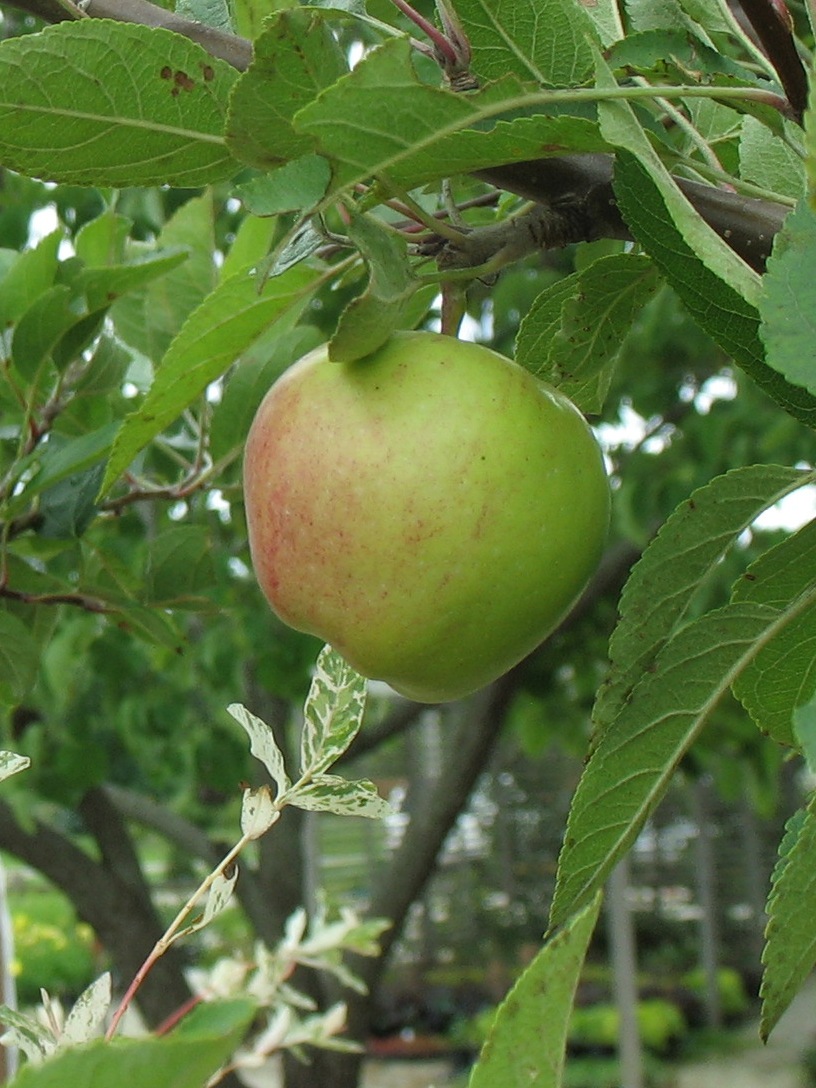 Picture of Semi Dwarf McIntosh Apple
