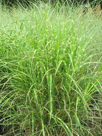 Picture of Little Zebra Maiden Grass