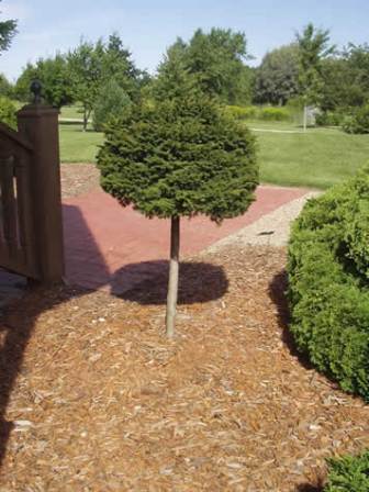 Picture of Little Gem Norway Spruce on a Standard