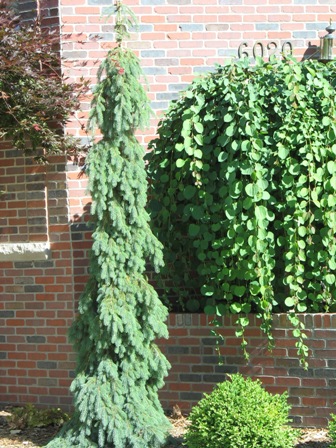 Picture of Weeping White Spruce