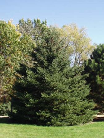 Picture of Black Hills Spruce