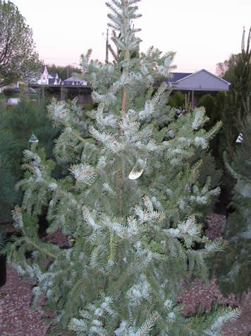 Picture of Bruns Serbian Spruce