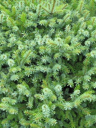 Picture of Dwarf Serbian Spruce