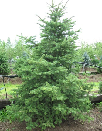 Picture of Colorado Blue Spruce