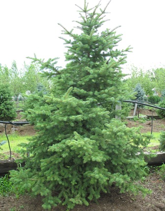 Colorado Blue Spruce - Picea pungens  Pots ready spring & fall – St.  Williams Nursery & Ecology Centre