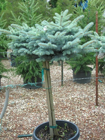 Picture of Globe Blue Spruce on a Standard