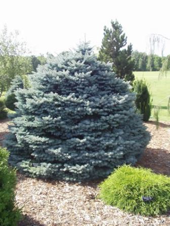Picture of Montgomery Dwarf Blue Spruce