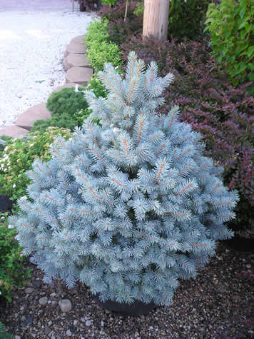 SESTER DWARF BLUE SPRUCE - Foothills Nurseries