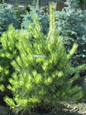Picture of Dragon's Eye Pine