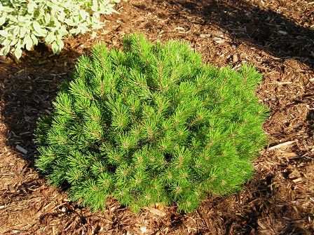 Picture of Mops Dwarf Mugo Pine