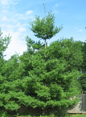 Picture of Eastern White Pine