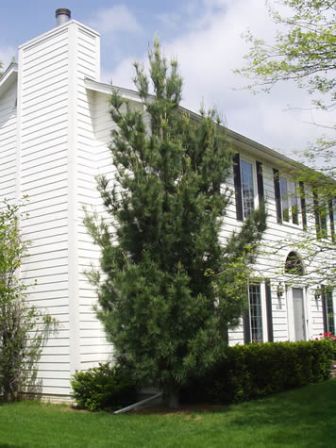 Picture of Columnar White Pine