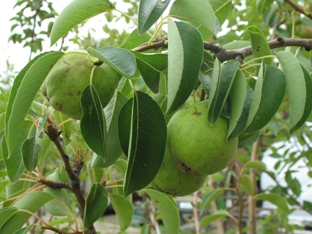 Picture of Semi Dwarf Bartlett Pear