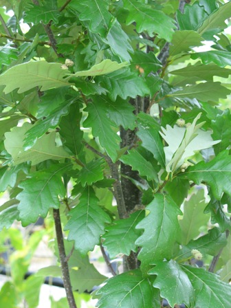 Picture of Regal Prince Oak