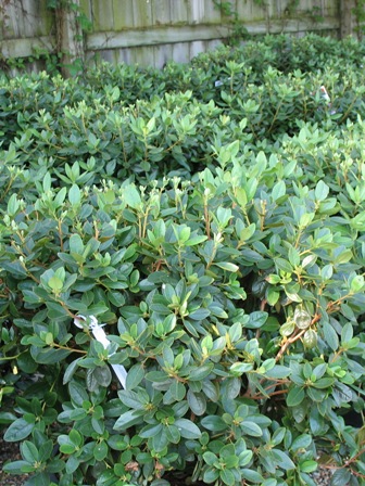 Picture of Compact P.J.M. Rhododendron