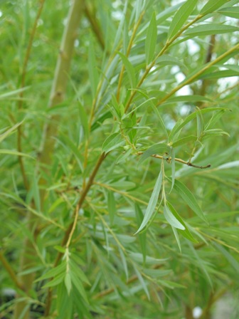 Picture of Niobe Weeping Willow