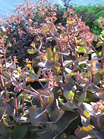 Picture of Xenox Sedum (Stonecrop)