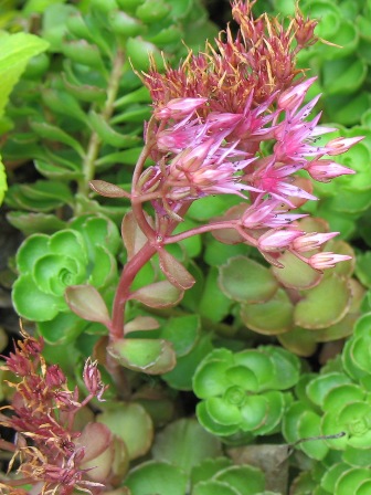 Picture of Fuldaglut Sedum (Two-Row Stonecrop)