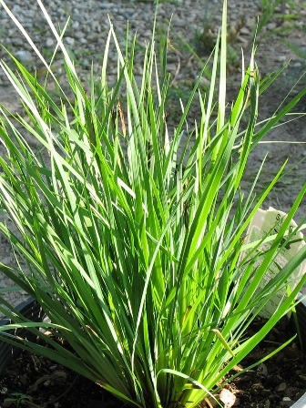 Picture of Lucerne Blue-Eyed Grass