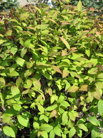 Picture of Lemon Princess Spirea