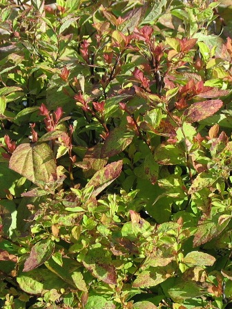 Picture of Sparkling Carpet Spirea