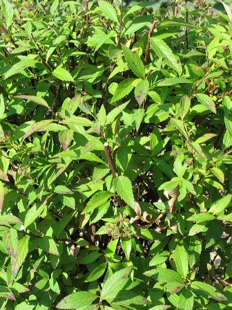 Picture of Tri-Color Spirea