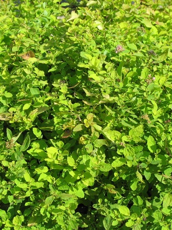 Picture of Golden Elf Spirea