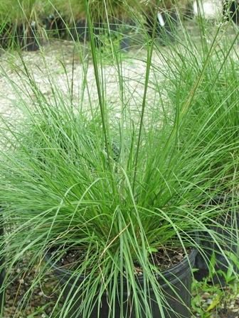 Picture of Prairie Dropseed