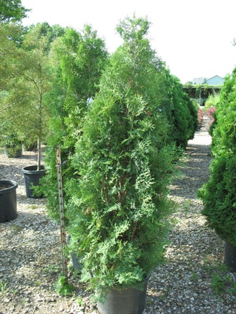 Picture of Rushmore Arborvitae