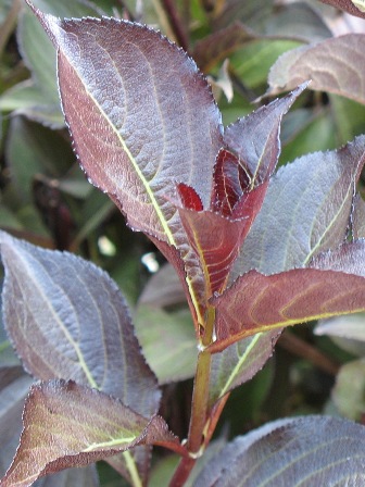 Picture of Wine and Roses Weigela