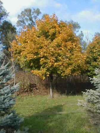 Picture of Emerald Luster Maple