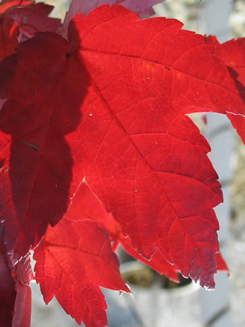 Picture of Burgandy Bell Maple