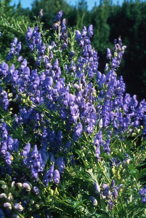 Picture of Azure Monkshood