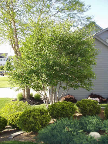 serviceberry autumn brilliance illinois tree form