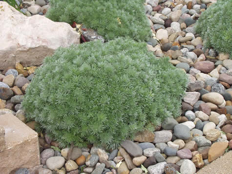 Picture of Silver Mound Artemisia