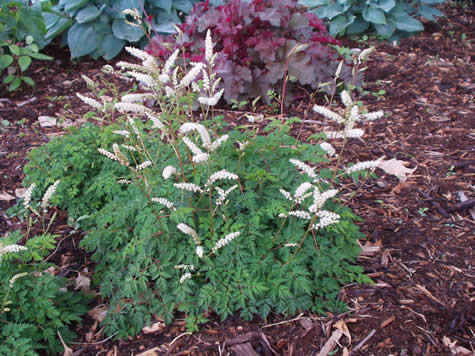 Picture of Dwarf Goat's Beard