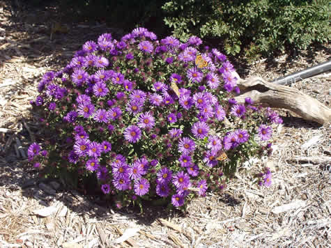 Picture of Wood's Purple Aster