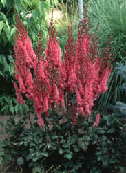 Picture of Purple Candles Astilbe