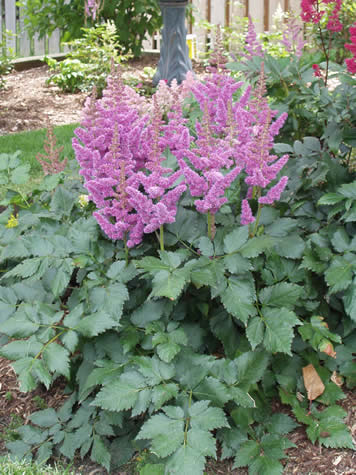 Picture of Visions Astilbe