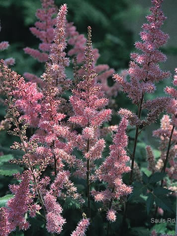 Picture of Maggie Daley Astilbe