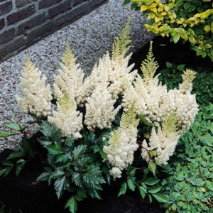 Picture of White Gloria Astilbe