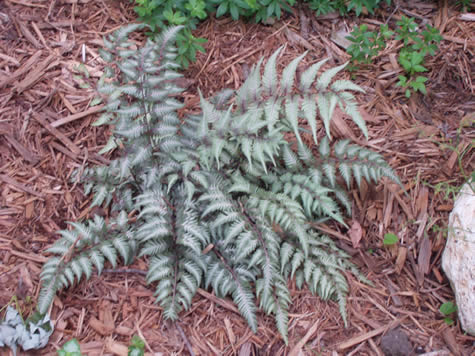 Picture of Japanese Painted Fern