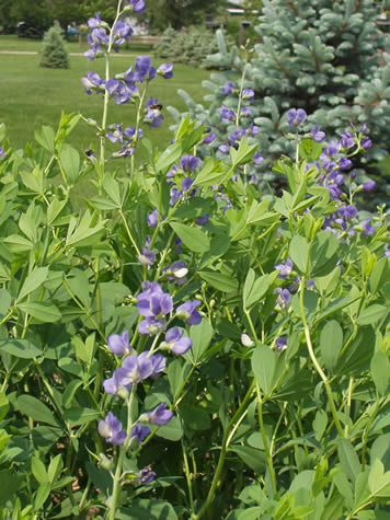 Picture of False Indigo